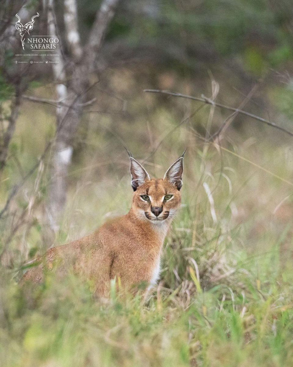 With piercing eyes and tufted ears, the elusive caracal locks its gaze.
They are nocturnal and highly secretive, making sightings extremely rare. Even seasoned rangers count themselves lucky to see a caracal in the wild.

Moments like these are rare, make them yours with Nhongo