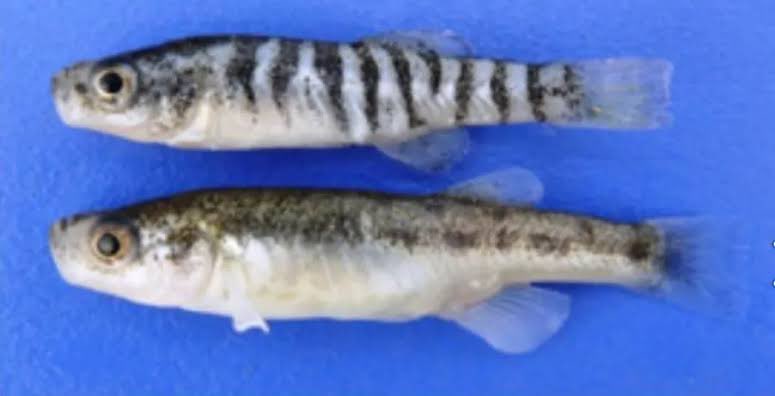 🌊🐟 Salda yosun balığı (Anatolichthys Saldae)

Sadece Salda Gölü’nde yaşıyor. Korunmazsa yok olacak!

📸 Fotoğrafta üstte erkek, altta dişi birey görülüyor.

Gölde yaşam sürsün!
Tam koruma istiyoruz.
#SaldaDünyaMirasıdır