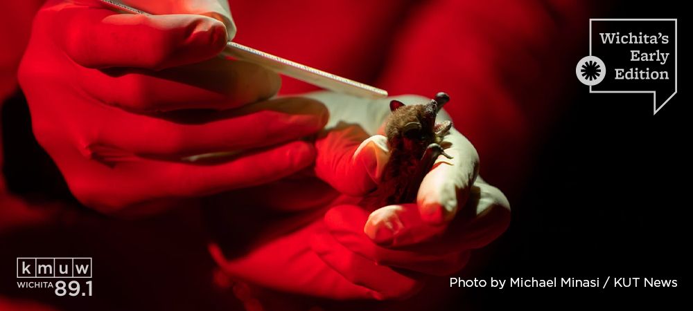 KMUW's tweet image. Insects can be a big problem for farmers who grow food. But they have a natural ally. On “Wichita’s Early Edition,” hear how some farmers are turning to bats for better pest control.
kmuw.org/podcast/wichit…