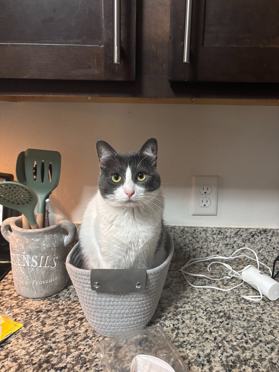 DarkWeatherOfc's tweet image. As today is #NationalCatDay, may we present Mister (the Tuxedo), Daisy (the Calico) and Lovey (the White cat). These cats belong to our other meteorologist. We would love to see everyone else&apos;s fur babies from. #wxtwitter