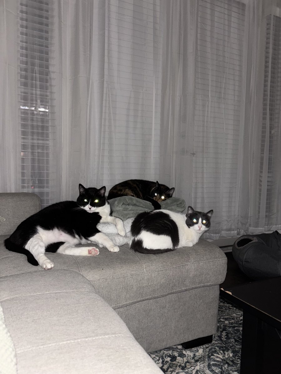 DarkWeatherOfc's tweet image. As today is #NationalCatDay, may we present Mister (the Tuxedo), Daisy (the Calico) and Lovey (the White cat). These cats belong to our other meteorologist. We would love to see everyone else&apos;s fur babies from. #wxtwitter