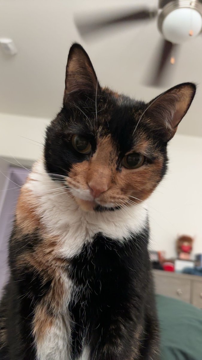 DarkWeatherOfc's tweet image. As today is #NationalCatDay, may we present Mister (the Tuxedo), Daisy (the Calico) and Lovey (the White cat). These cats belong to our other meteorologist. We would love to see everyone else&apos;s fur babies from. #wxtwitter