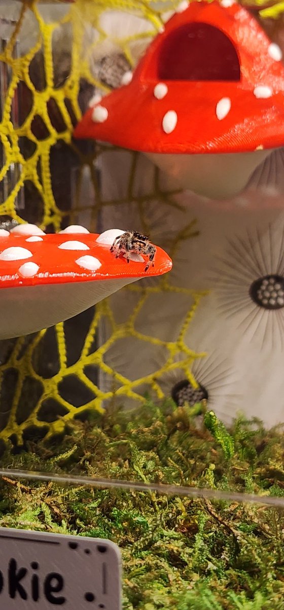 I have 4 of these little babies now but Cookie was my first.
Three regal jumpers and one apache (who is still super tiny!) 
She's getting so big- just look at those eyes!