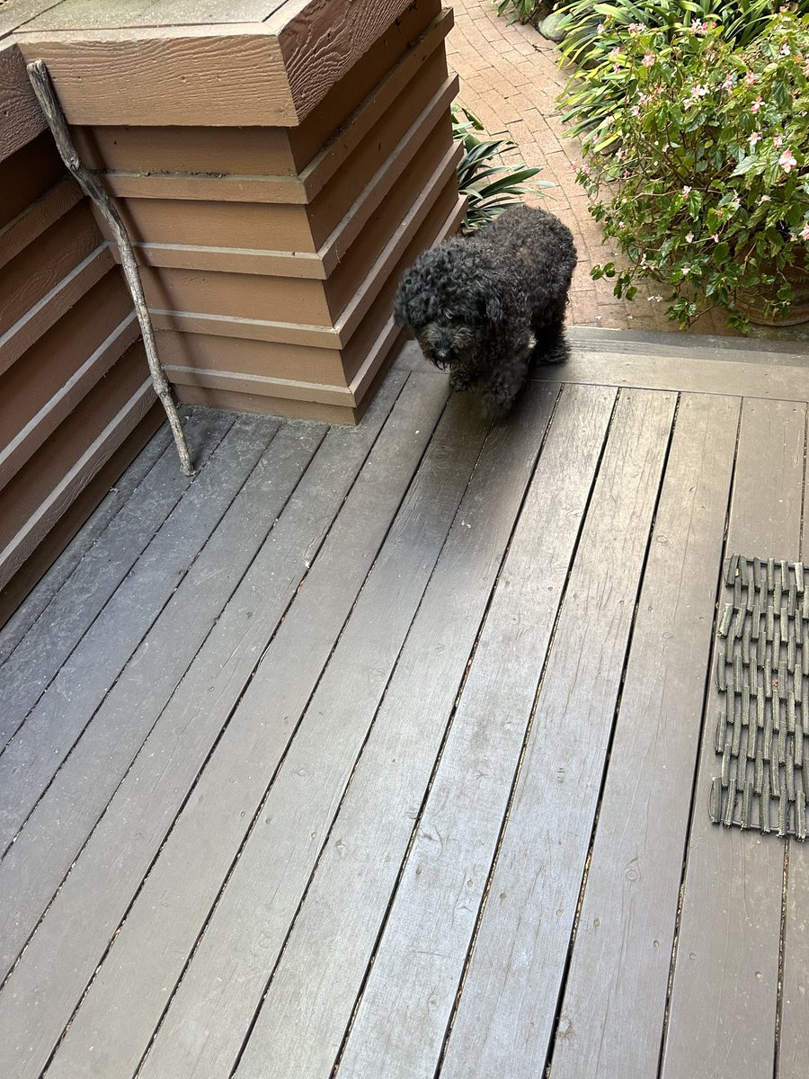 T.C. Boyle tweet media