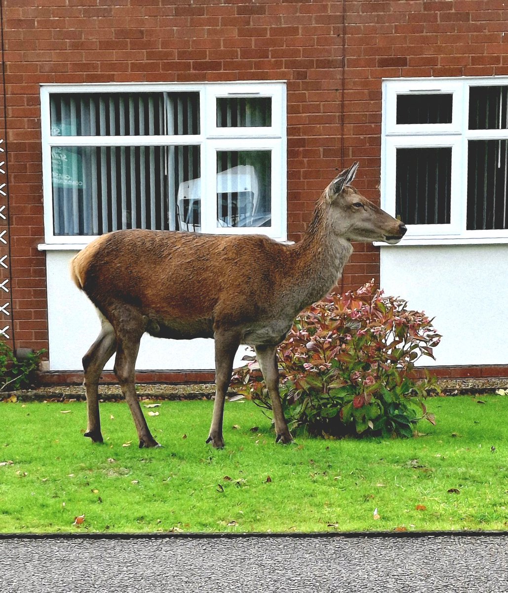 When a mower is just not good enough. In #Burntwood today opposite Chasetown Community School.