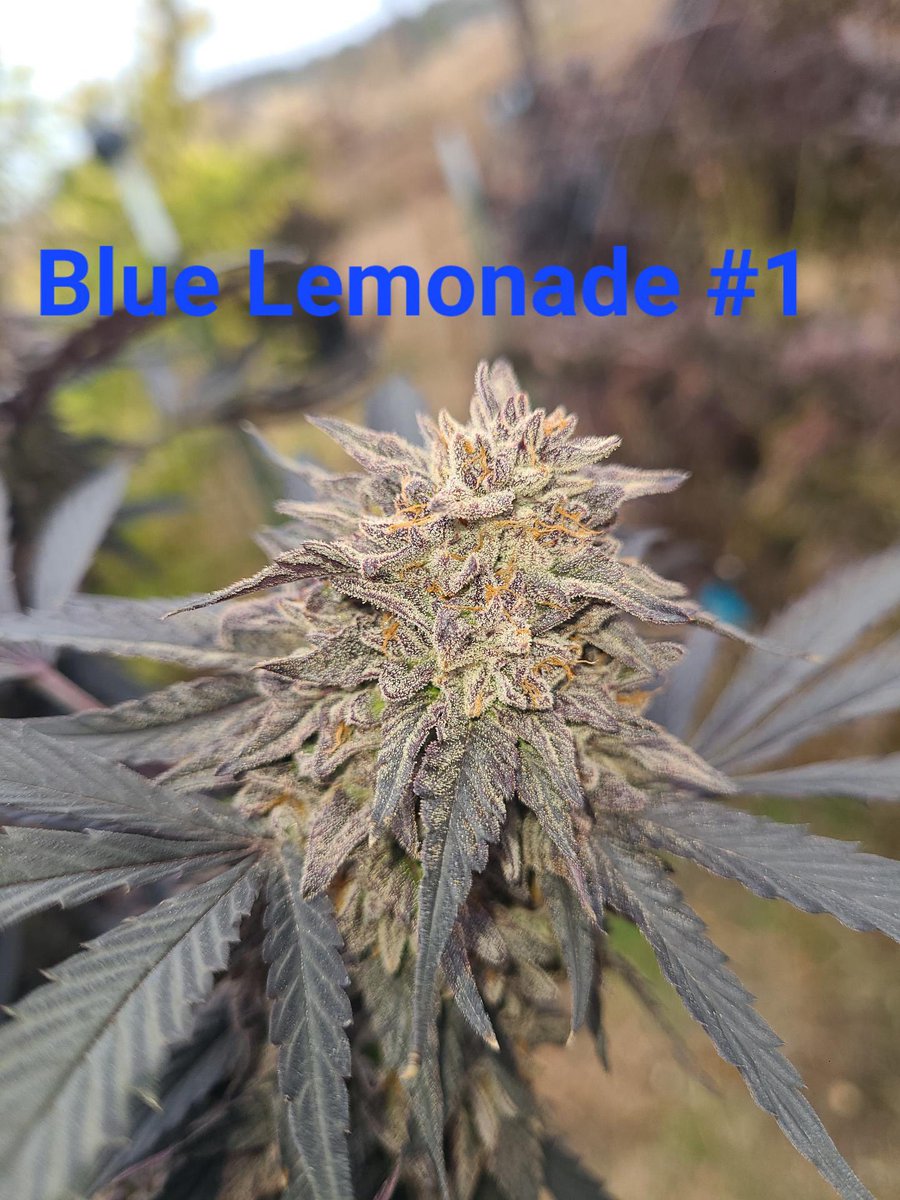 Don’t forget that Blue Lemomade (Blue16 x Blue Limonene) <a href="/Grandiflora510/">Grandiflora Genetics</a>