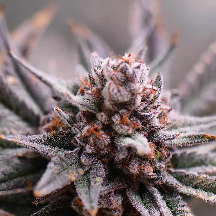 MySeeds_de's tweet photo. Lila Buds? Unschlagbar schön 💜🌿
Diese Farbtöne zeigen, was Natur alles kann – von hellviolett bis tiefdunkel.
👉 Schau dir die Purple-Kollektion auf MySeeds an und entdecke mehr außergewöhnliche Genetiken!
https://t.co/aMVCFADUVC
#PurpleStrains #GrowersLife #MySeeds https://t.co/2mD1bBgm3h