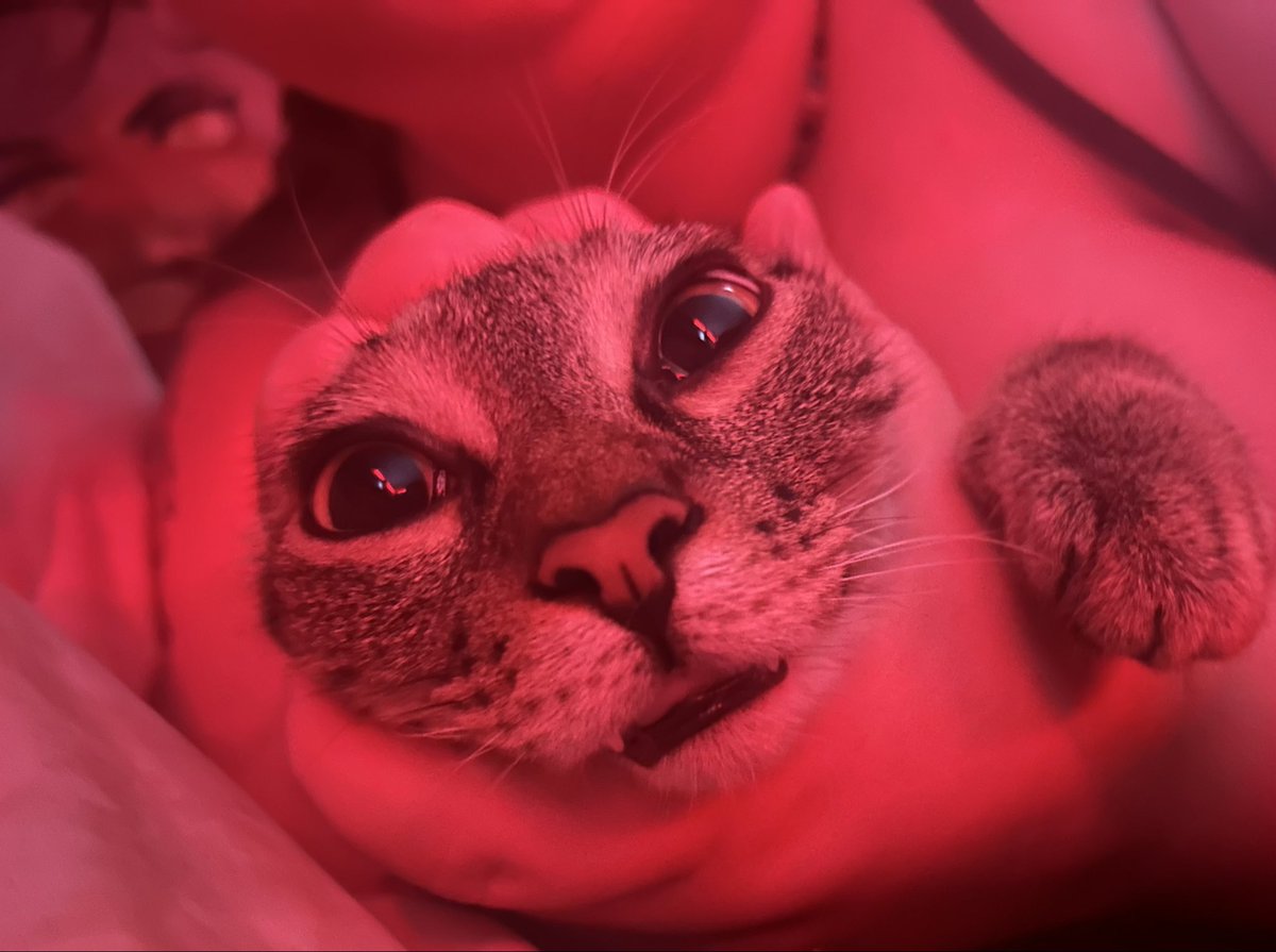 happy national cat day to mushu