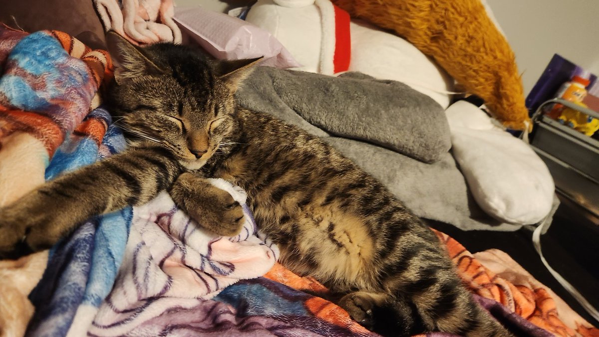 inkybyss's tweet image. After having some of the worst few months of my life, im officially over halfway to my goal to buy a car!! 

Spending $800+ a month on uber is fuckin killing me but im almost there.

Have my weird cat to celebrate!!