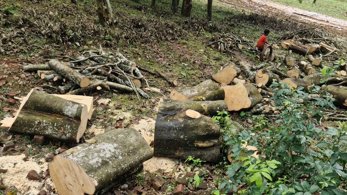 ବାଲେଶ୍ଵର ରେମୁଣା ବ୍ଲକ୍ ଦହପଡ଼ା ପଞ୍ଚାୟତ ବୁଢ଼ା ବଳଙ୍ଗ ନଦୀ ପଠା ରୁ ନିର୍ଧୋମ କଟା ହେଉଛି ଗଛ। ଅବଗତ ଅଛନ୍ତି ସବୁ ଅଧିକାରି, ତହସିଲ ଦାର୍, ଆର୍ ଆଇ, ପୋଲିସ୍। ସଦର ଥାନା ରେ ଲିଖିତ ଅଭିଯୋଗ ମଧ୍ୟ କରିଛନ୍ତି ସ୍ଥାନୀୟ ସରପଞ୍ଚ।ହେଲେ କାର୍ଯ୍ୟାନୁଷ୍ଠାନ ସୁନ।
<a href="/DBalasore/">Collector & DM Balasore</a> <a href="/igerbalasore/">DIG,ER, Balasore</a> <a href="/SPBalasore/">Balasore Police</a> <a href="/ForestDeptt/">Odisha Forest, Env. and Climate Change Department</a> <a href="/DEFCCOfficial/">Department of Environment, Forest & Climate Change</a>