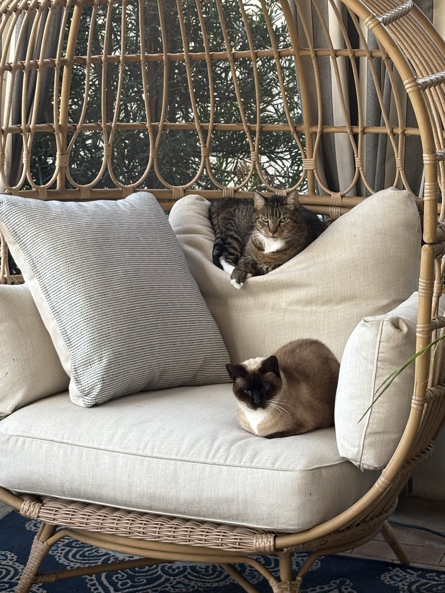 Happy National Cat Day from Lucy and Tony ‘Boots’…