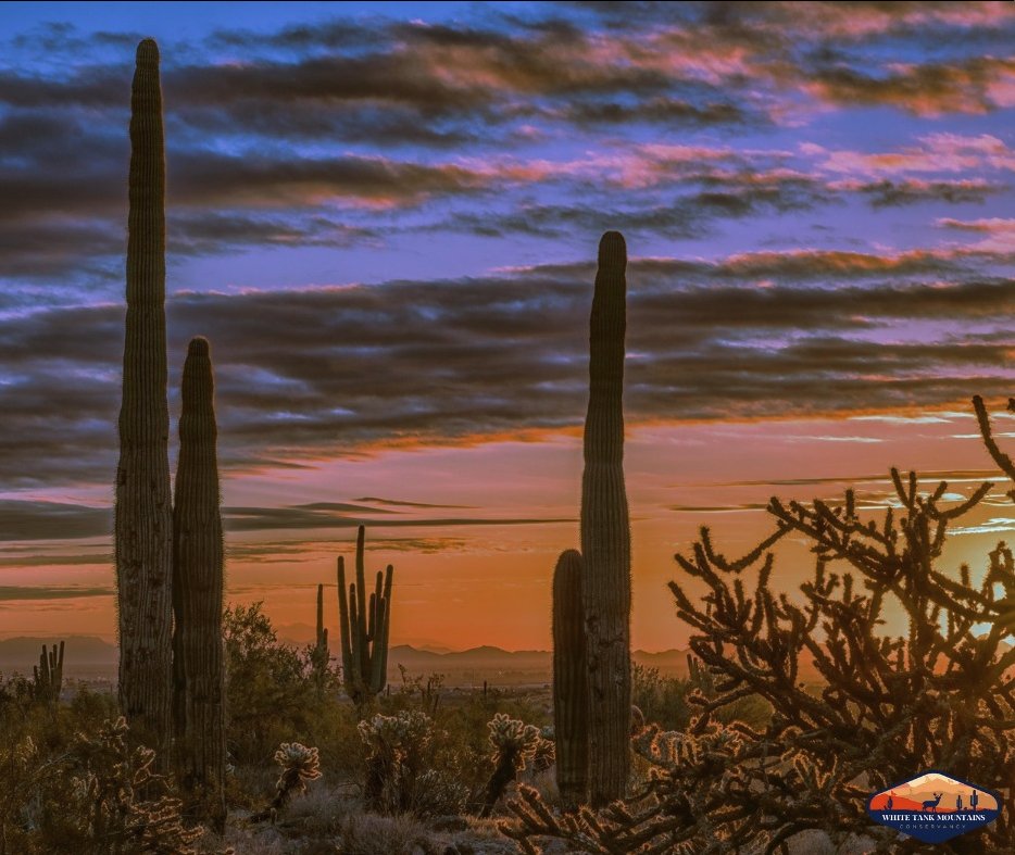 🌵 Tonight’s the night  #DiamondInTheDesert! 💎

As the West Valley grows, we’re reminded how vital organizations like the White Tank Mountains Conservancy are - conserving open space, protecting wildlife, &amp; preserving quality of life for generations to come. 
#WhiteTankMountains