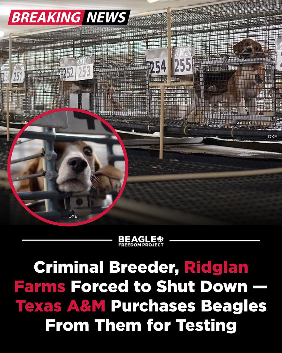 beaglefreedom's tweet photo. ‼️Criminal breeder, Ridglan Farms forced to shut down after hundreds of cruelty violations, but Texas A&amp;M still refuses to release Chami &amp; Felicity, the beagles they bought from this horrific facility💔  

‼️Demand @TAMU release Chami &amp; Felicity now: https://t.co/fijLN5XSib https://t.co/0Kx91KGMn2