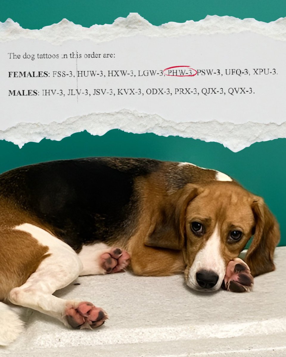 beaglefreedom's tweet photo. ‼️Criminal breeder, Ridglan Farms forced to shut down after hundreds of cruelty violations, but Texas A&amp;M still refuses to release Chami &amp; Felicity, the beagles they bought from this horrific facility💔  

‼️Demand @TAMU release Chami &amp; Felicity now: https://t.co/fijLN5XSib https://t.co/0Kx91KGMn2