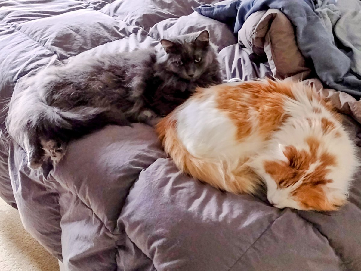 Happy National Cat Day from my cute furballs to yours!

Fenric: orange &amp; white
Kenji: grey