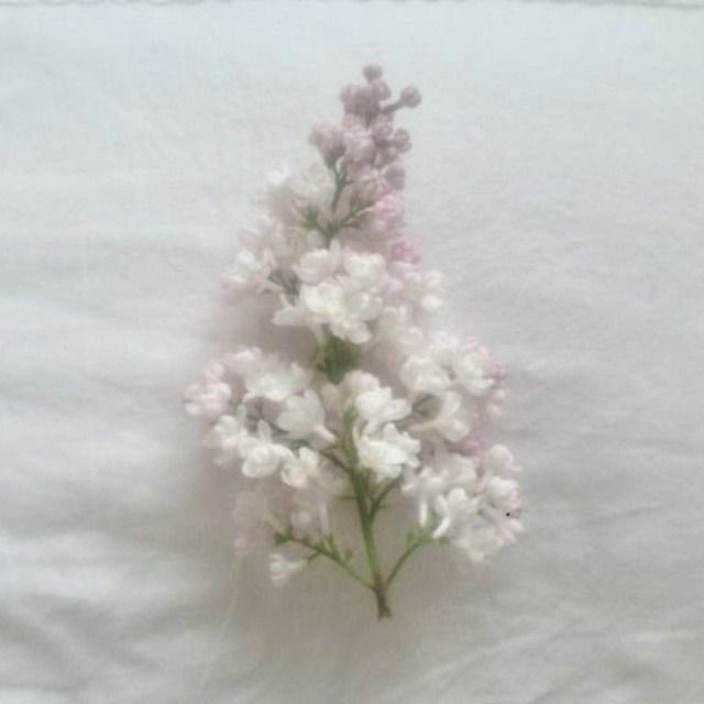 𓂂 ཾ 성li 𓈒 ♡︎ tweet media