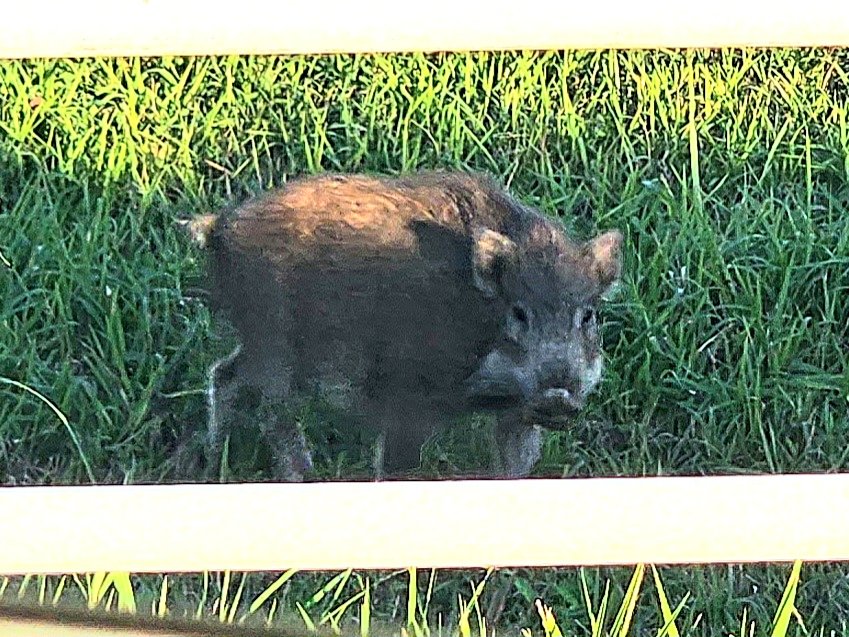 つねきち (@mofumofusukiii) / Posts / X