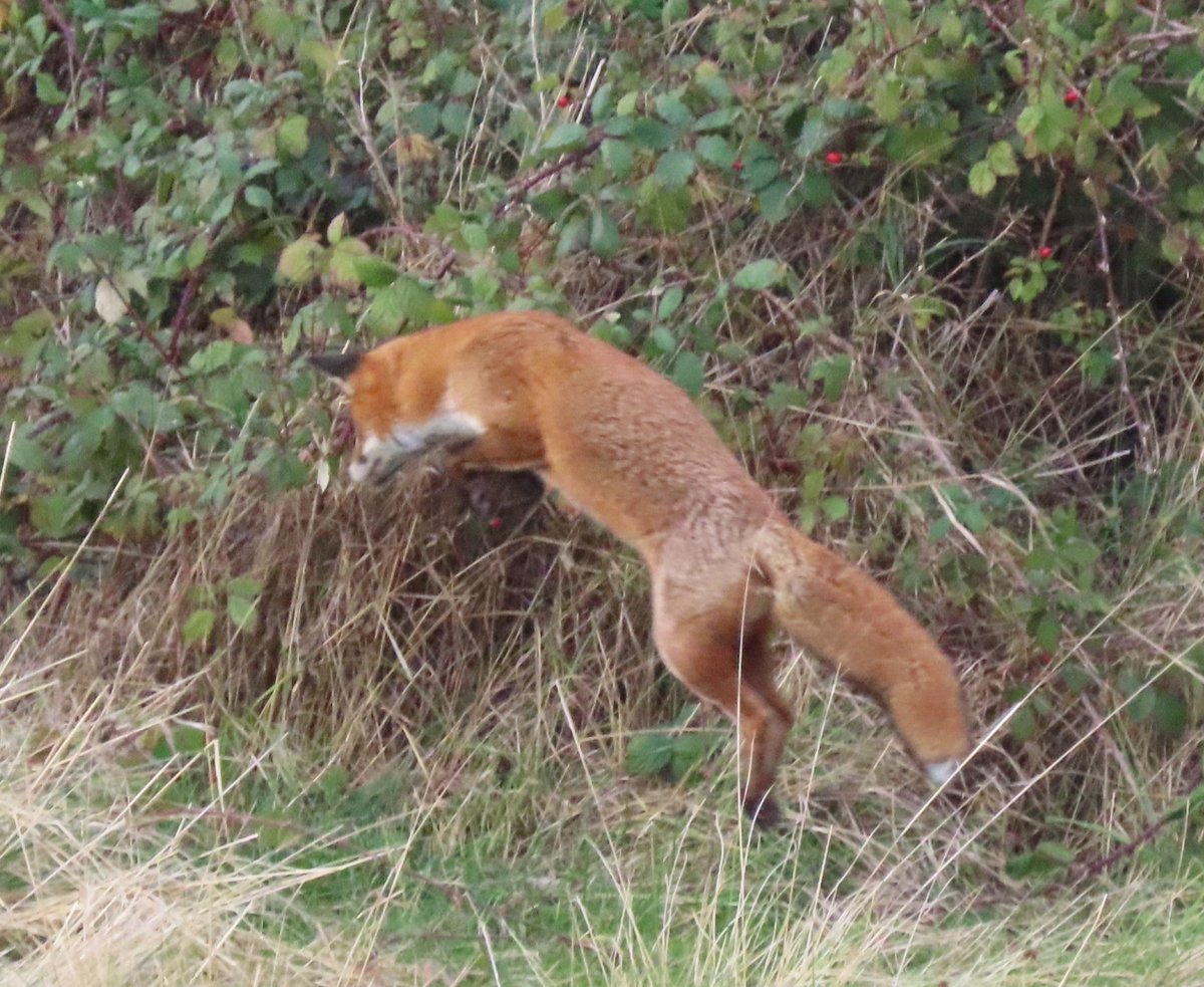 andy_nffc's tweet photo. @ChrisGPackham https://t.co/GIgoUSOwQO