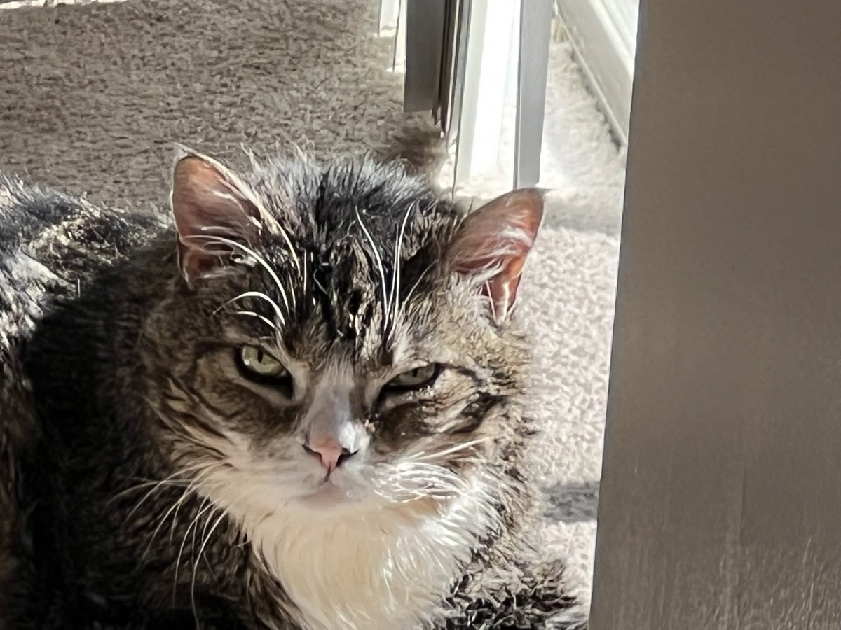 ballothecat's tweet photo. Good morning Twitter family @GailCarangelo @Mouser33943163 @lmr448 @MewllerRobert I was just trying to get some morning sun when dad told me I had to pose for whiskers Wednesday so I gave him the #GrumpyFace #CoffeeClub #MMCC🧲 https://t.co/yz5d7KaRgv