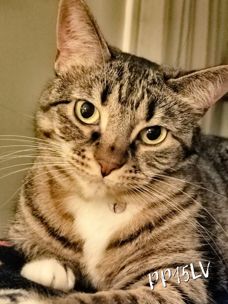 Pizzapuff15's tweet photo. Momma: 15 years of love, cuddles and so much joy. Happy Birthday to my sweet baby Puff! Toys, treats and the traditional cupcake later today, after momma kitty cuddle time of course! #cats #CatsOfTwitter #straystrong #LucyFurTweetsStrong https://t.co/I93TTyNUra