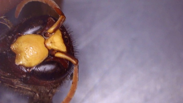 Confirmada la presencia del avispón oriental en la provincia de Granada

En el transcurso de una inspección rutinaria en la red de trampas de la plaga del escarabajo de la ambrosía en Motril. Te informamos
👇👇👇
elindependientedegranada.es/economia/ya-es…