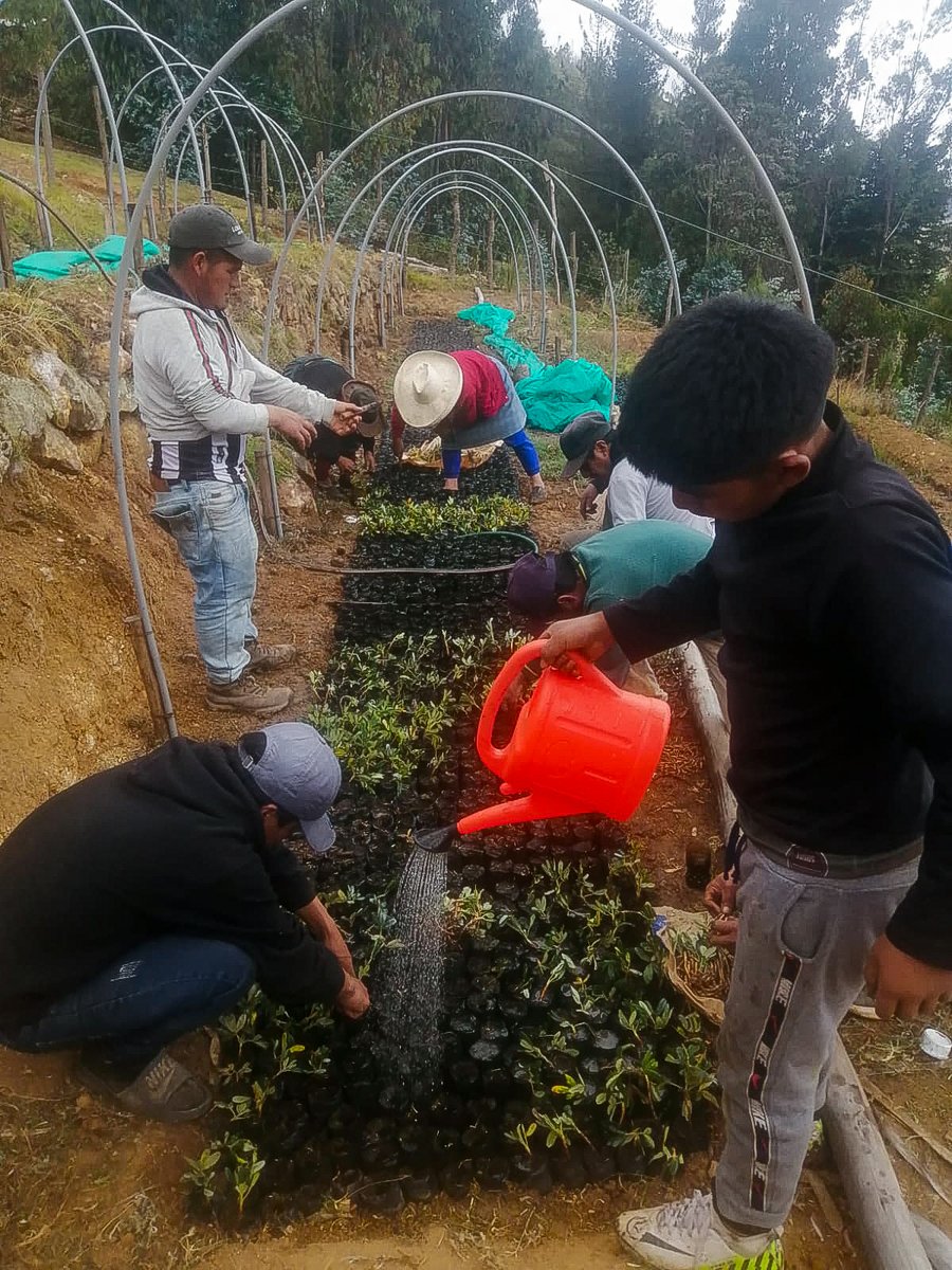 PROGRESO3's tweet image. En Cruz de Piedra – San Miguel de El Faique, continúan construyendo zanjas de infiltración, una práctica que permite asegurar la producción de alimentos durante todo el año.🌱

📍Proyecto Resiliencia, ejecutado por @PROGRESO3  con el apoyo de @BROT_furdiewelt -Pan para el Mundo.