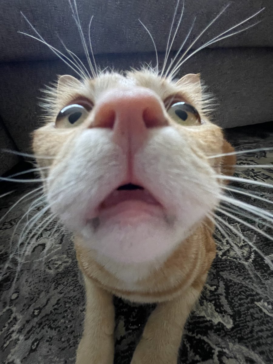 Sniff’s Alt (@sniffalt) on Twitter photo 