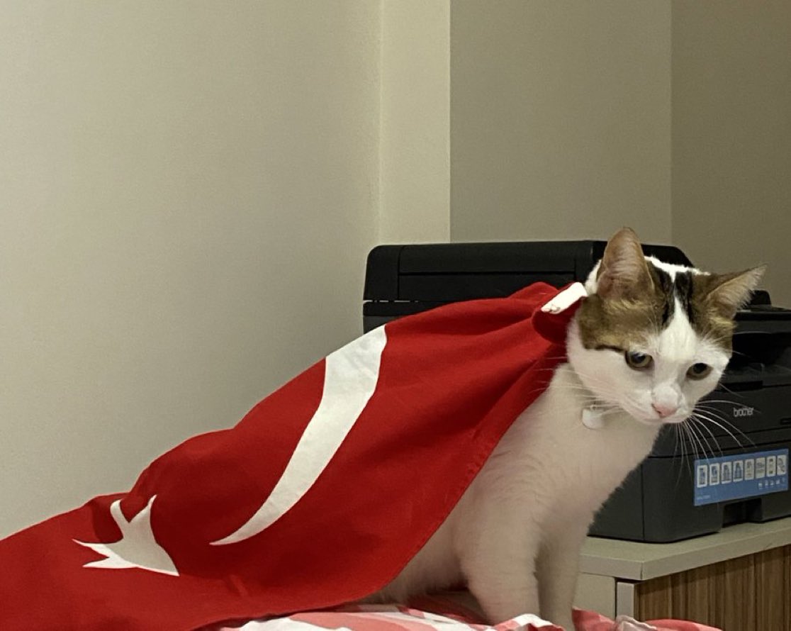 Out Of Context Animals (@cntxtanimai) on Twitter photo 