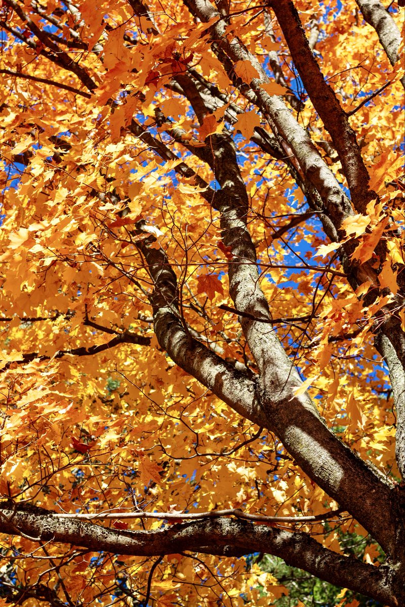 mcacgallery's tweet photo. A few glimpses of autumn magic on the McMichael grounds 🍂 Plan your visit soon and catch the fall colours before they fade! https://t.co/4c7XgxGx4J