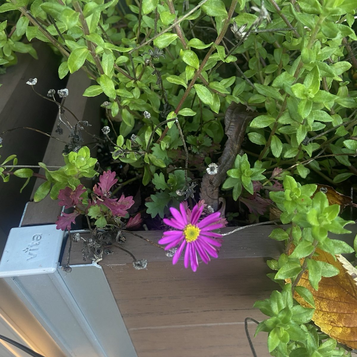 InfiniteArt8's tweet photo. Photos (2) of autumn time blooming, flowers  #flowers #autumnflowers #loverofnature #naturelover #healingenergy #energy #autumnblooms 
Infinite Artistry FB &amp; LinkedIn @ainfiniteartistry IG @InfiniteArt8 IG @InfiniteArt8 X https://t.co/ygWLUvyJHm
