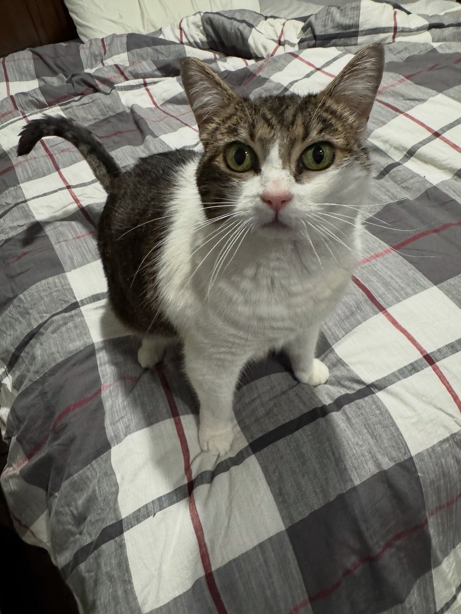 Hawk_In_Oregon's tweet photo. A very Happy #NationalCatDay to my little 16-year-old Lydia! https://t.co/L37DD2bwn2