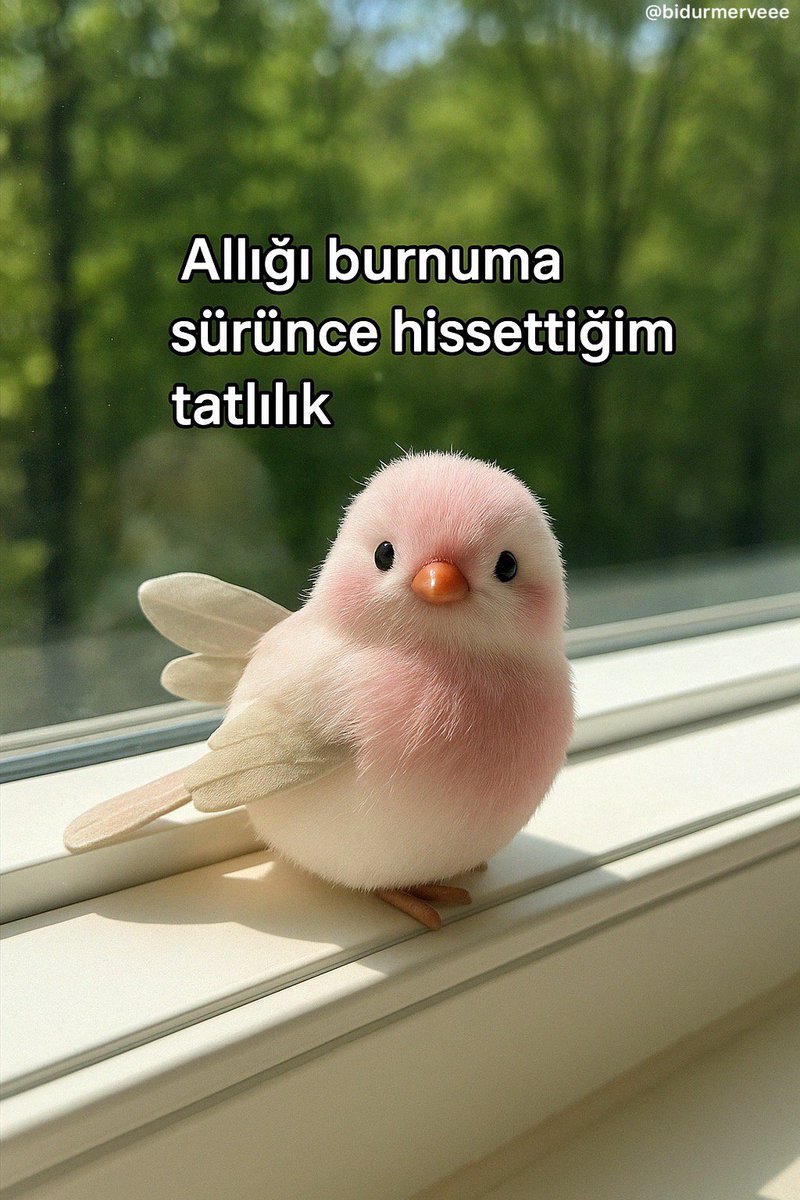 Tülin (@birazgerildik) on Twitter photo 