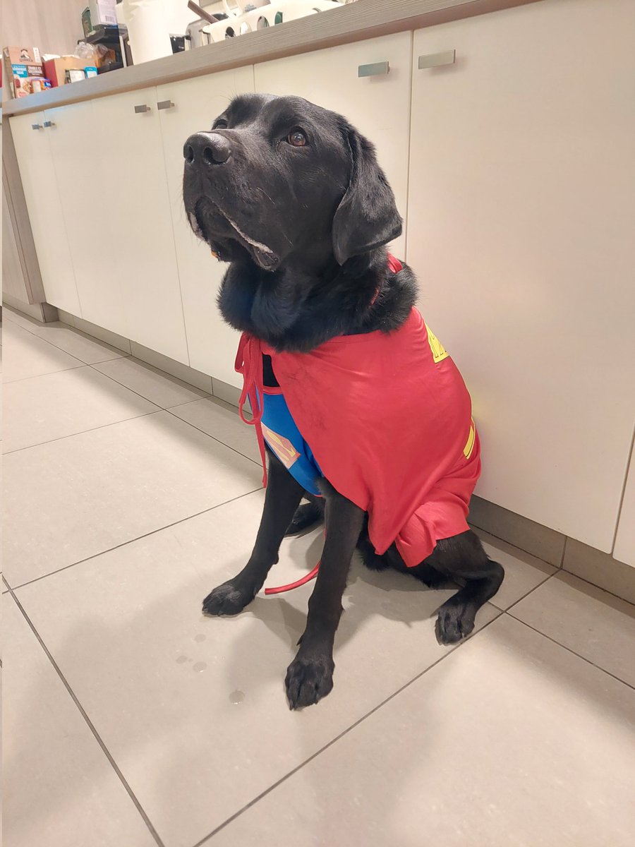 CPSVAST's tweet image. Somebody is ready for Halloween! Any idea who this is? 

👻🎃 🦴🐾