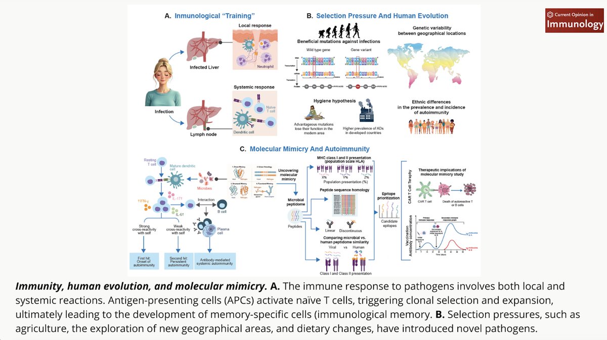 Autoimmunity, epitope analysis, and molecular mimicry. Thank you to all the authors and the leadership of Manuel Rojas <a href="/maxtox9316/">manuel eduardo</a>
sciencedirect.com/science/articl…