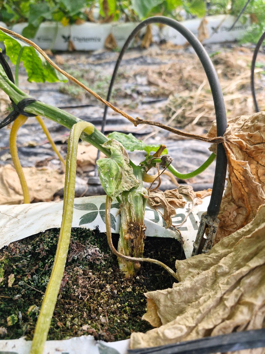 Koppert México tweet media