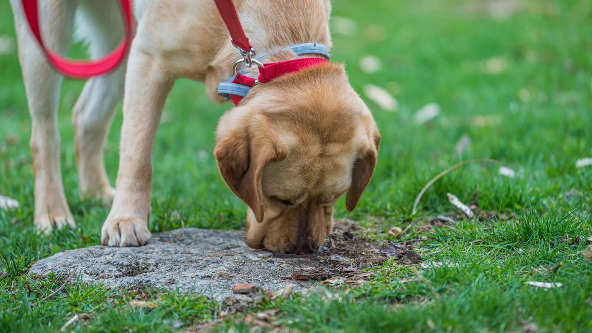 Mascotas tweet media