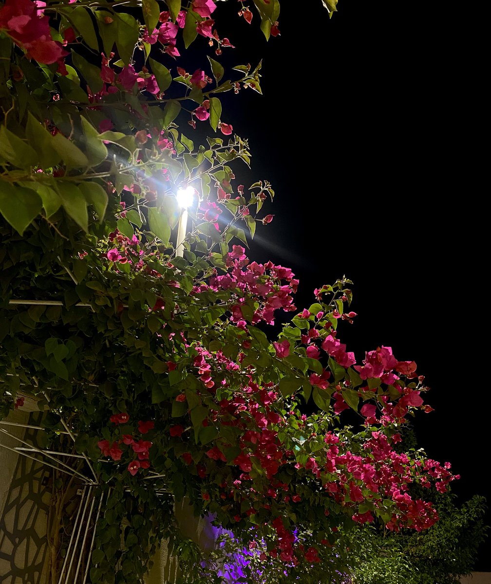 Randa_gh9's tweet photo. "لَو أَجدَبَ الزَّهرُ مَا جَفَّت مَنَابِعُنَا 
مَازَالَ يُزهِرُ فِي أَعمَاقِنَا الأَمَلُ" 🍃 https://t.co/HT3vHbqgMf