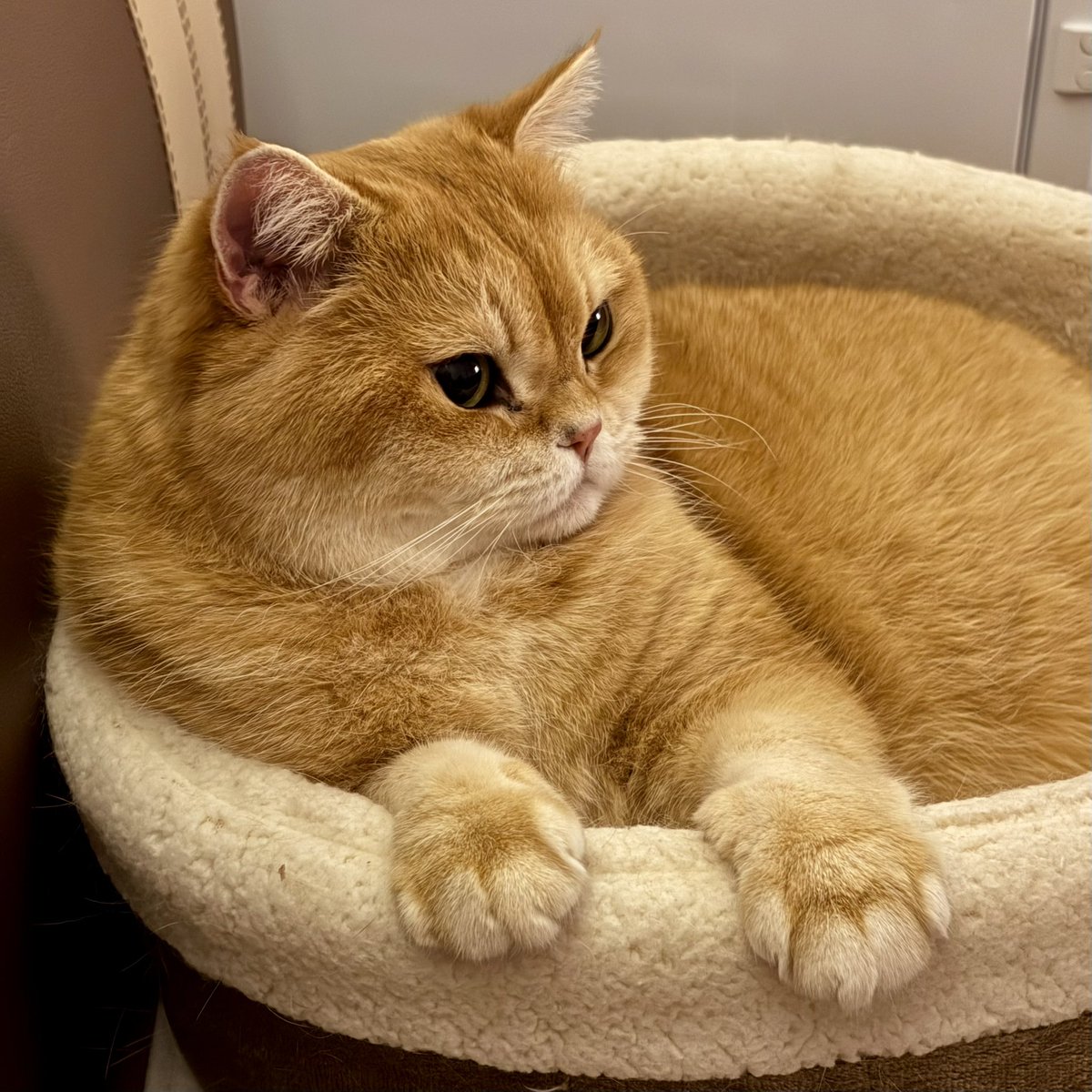 Булочка подрумянилась, пока я была на работе