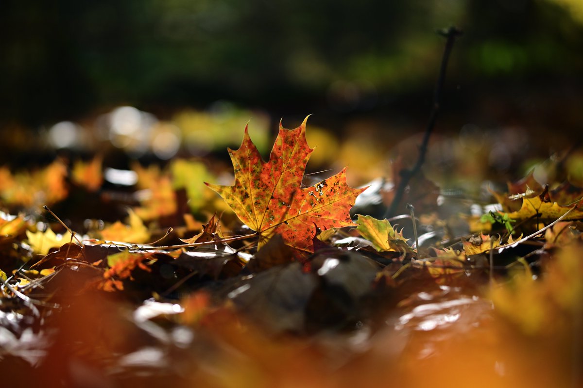 vs_ch12's tweet photo. V lese.🍂🍄🍁 https://t.co/hkyXEcMAUo
