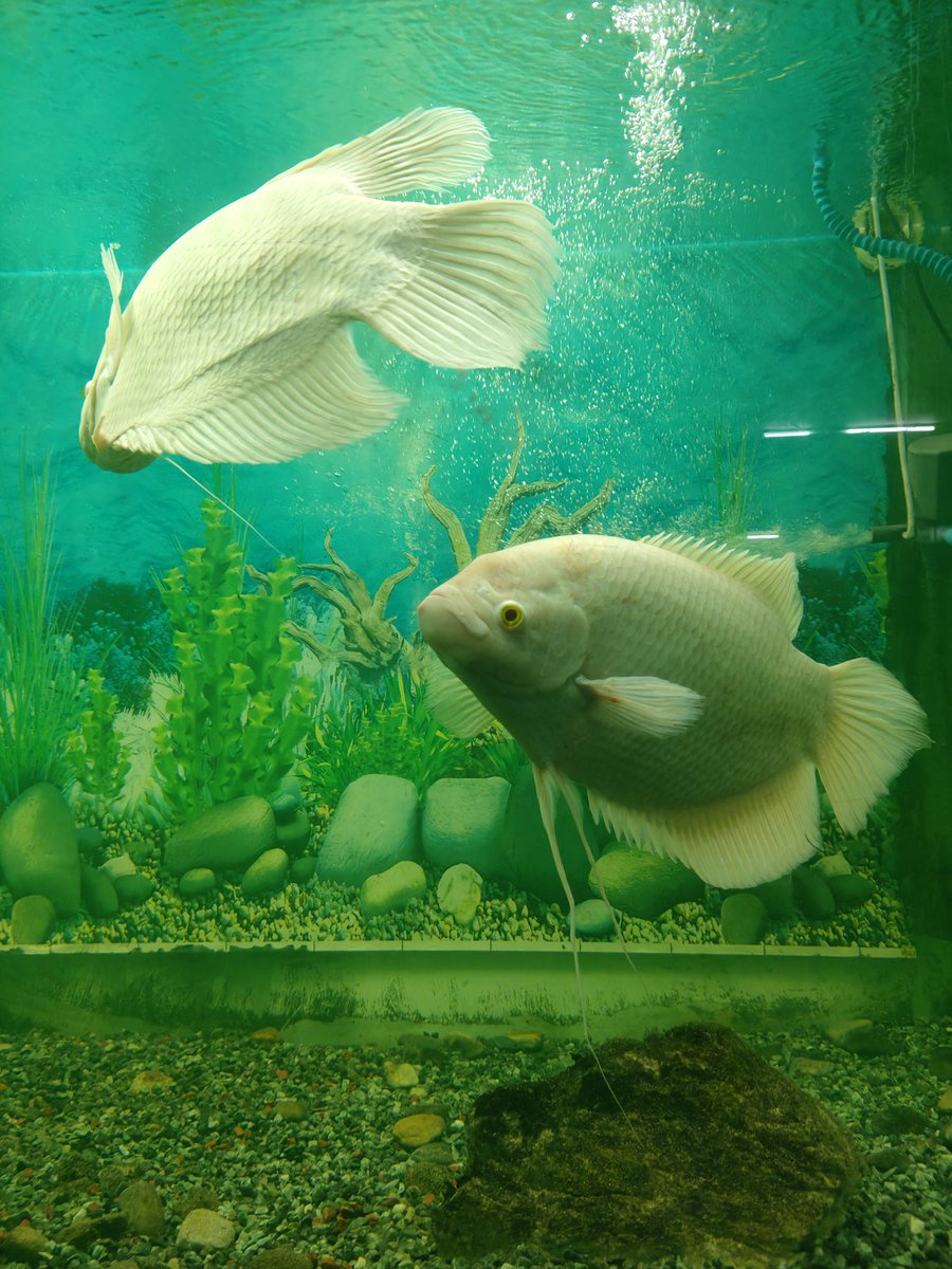 preetidhami2000's tweet photo. Current mood: just keep swimming 🐠

#LateNightMood https://t.co/FWsTFr0UCJ
