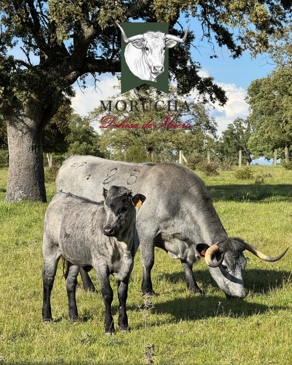 🐂 Una raza con mucho futuro.
En Morucha Dehesa de Ituero apostamos por una carne autóctona, libre y con sabor a dehesa.
Defendemos un ecosistema, una forma de vida y una trazabilidad que garantiza el auténtico kilómetro cero.

#CarneDeMorucha #DehesaDeItuero