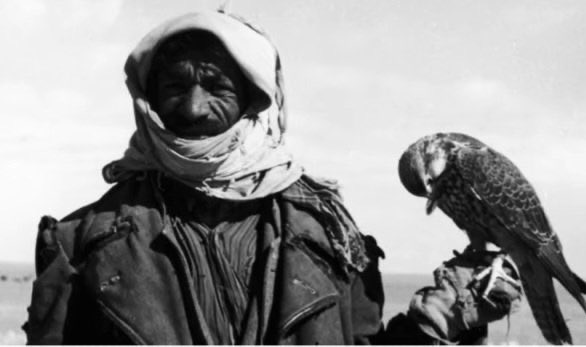 الطنايا tweet media