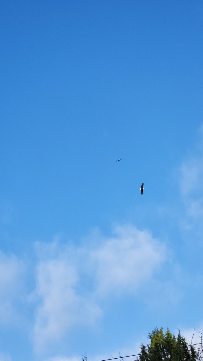 Jade3090's tweet photo. In my way home I saw two bald eagles and i was thinking of so many hawk tuah jokes but then i remembered that they are eagles not Hawks and now I cant make a joke https://t.co/BK41L1haZH