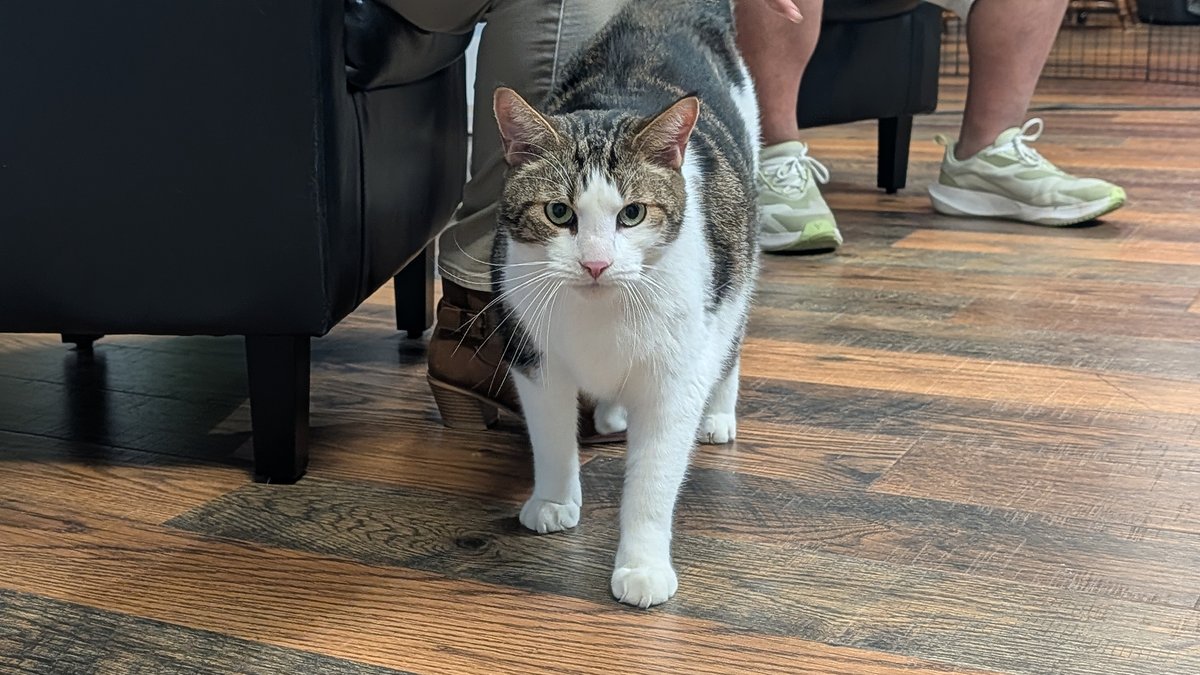 radarfreepress's tweet image. He’s big. He’s bold. He’s John Cena — the cat who rules the room (and your heart) 😻💥
🐱 Full story: theradar.online/pet-of-the-wee…
#AdoptLocal #PetOfTheWeek #TheRadarFreePress