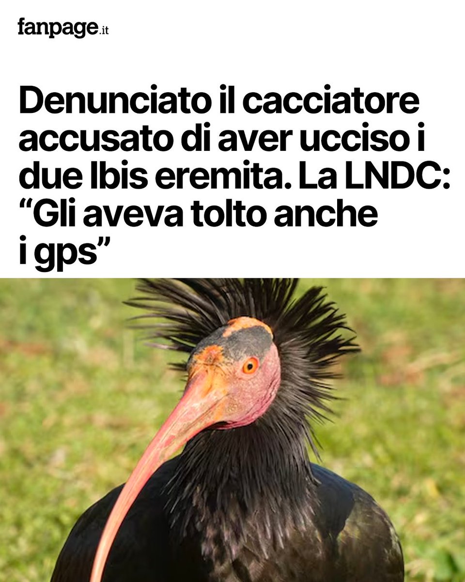 paolodune's tweet image. Erano rarissimi, seguiti da anni in un progetto europeo per salvare la specie. Sono stati uccisi a fucilate appena arrivati in Italia.
Ma come si fa? Come si può uccidere animali unici? Esistono persone così prive di coscienza da compiere simili gesti? Io ormai non mi illudo più.