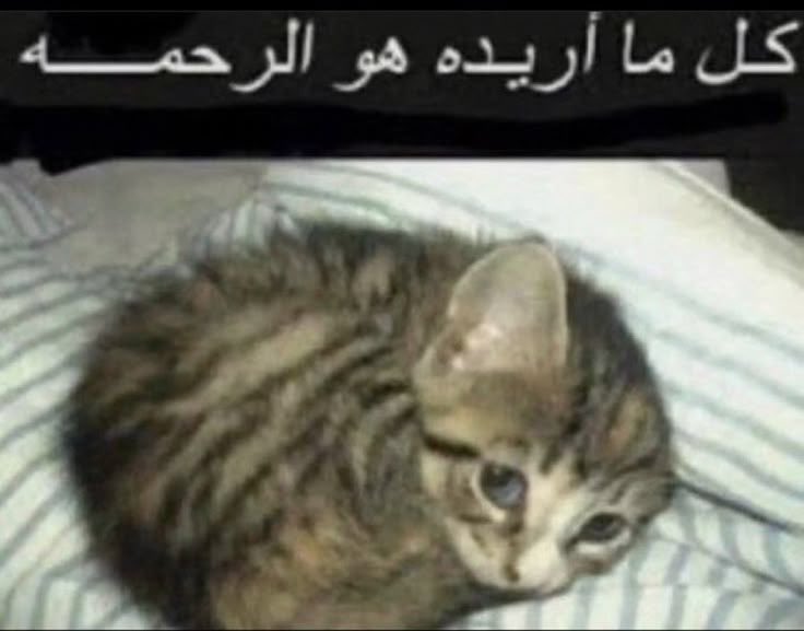 ilyelaf's tweet image. 