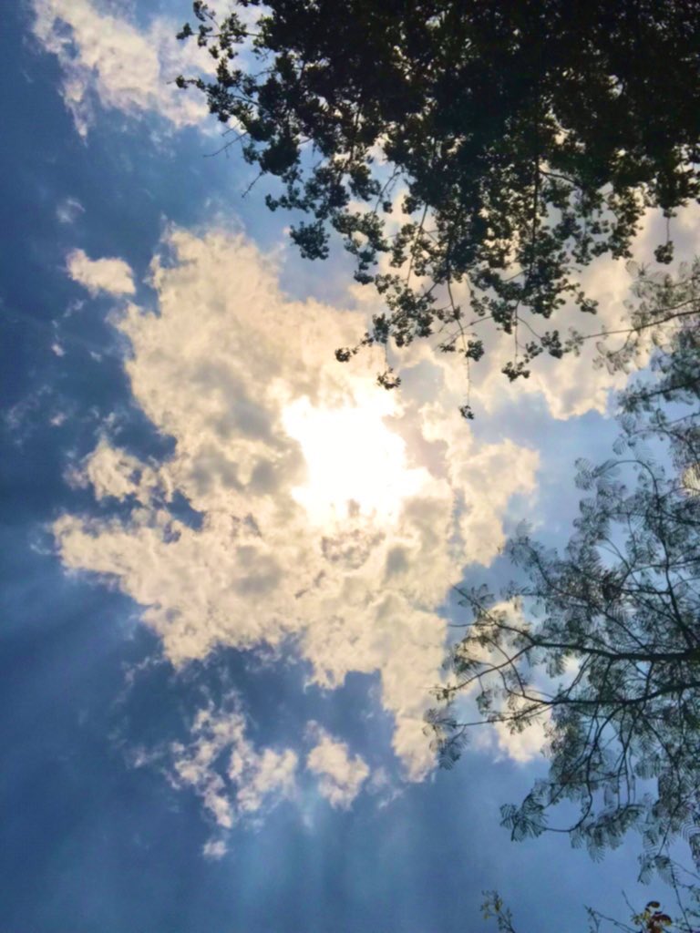 katariavj1's tweet image. An Ai image can never beat a photograph of nature. Let’s keep it real. 
* No filter just a random selfie click while walking 
#reallife #theme_pic_India_nature