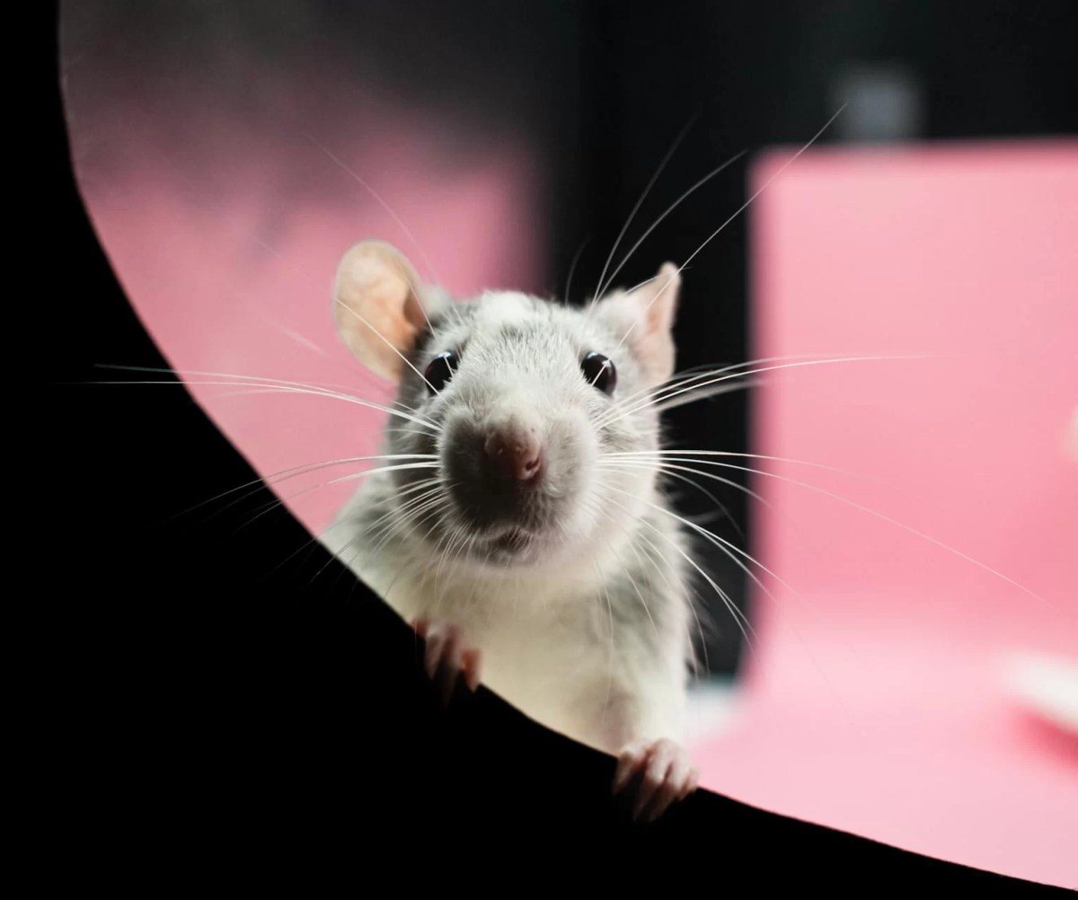 From birdseed to bedlam: Leaside’s rat ruckus dlvr.it/TNy8WZ