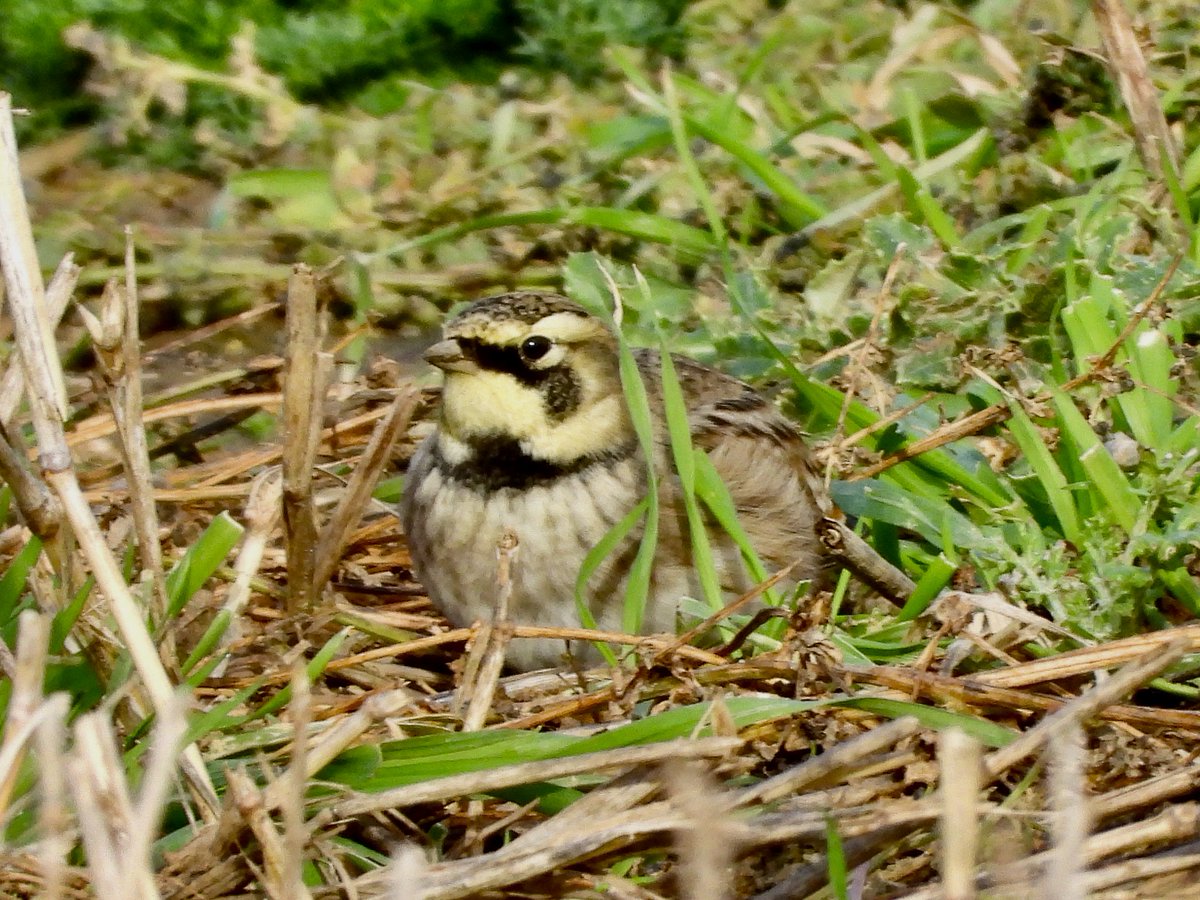 Erich Hediger tweet media