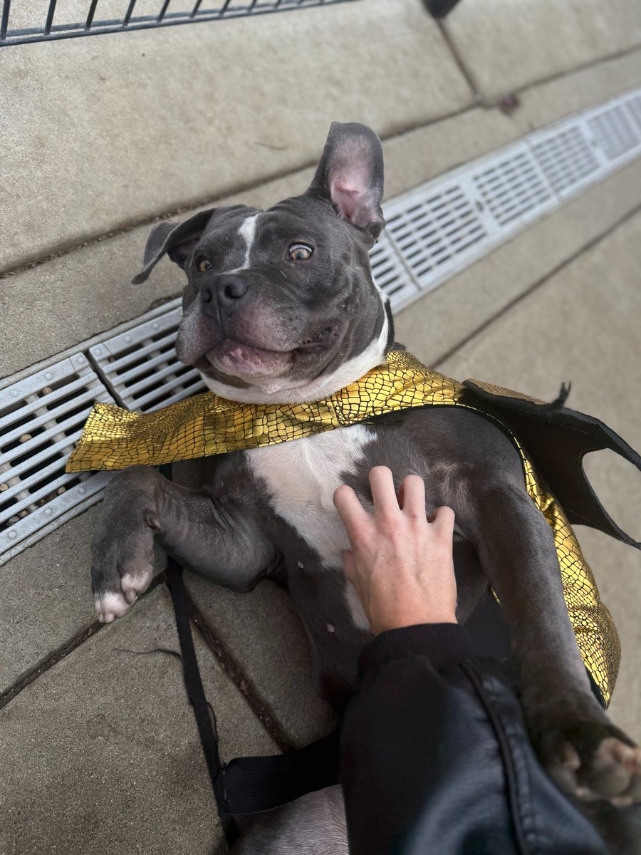 Hog’s been at the shelter way too long.
He’s 74 lbs of calm, drool, and dragon costume — the emotional support cryptid we didn’t know we needed.
Adopt him and fulfill the prophecy. Restore balance. End my spiral. 🐉✨
🔗 A902952 | bradshawshelter.net